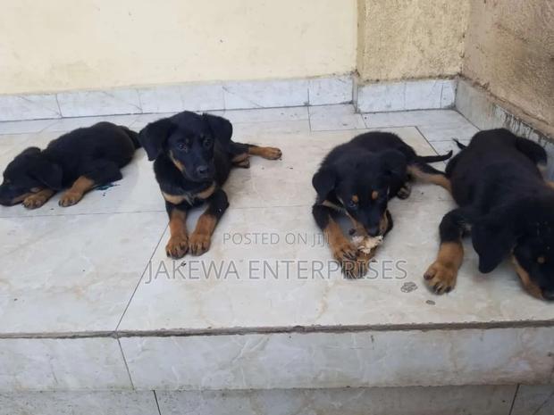 1-3 months Female Purebred Rottweiler