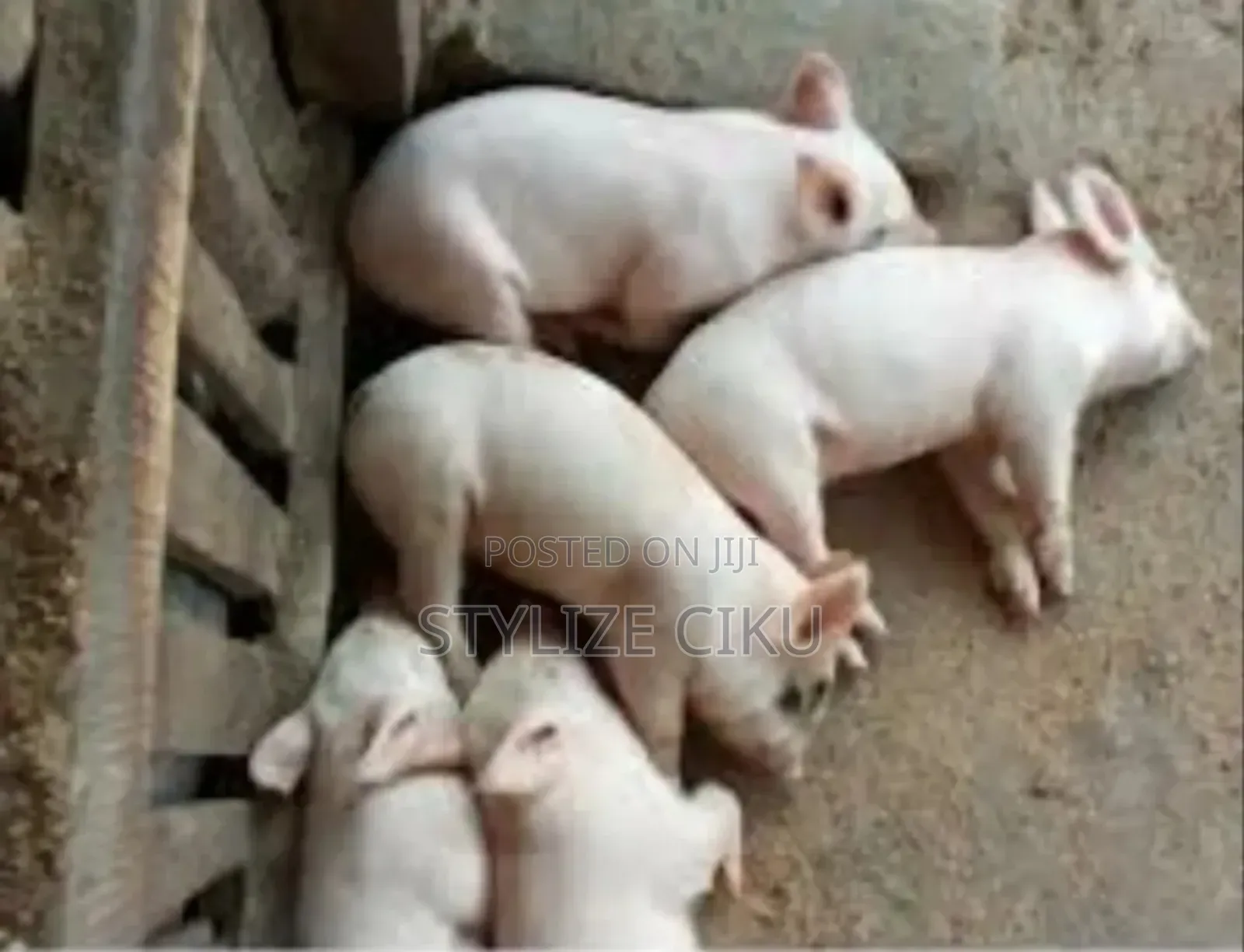 Piglets, Pregnant Pig