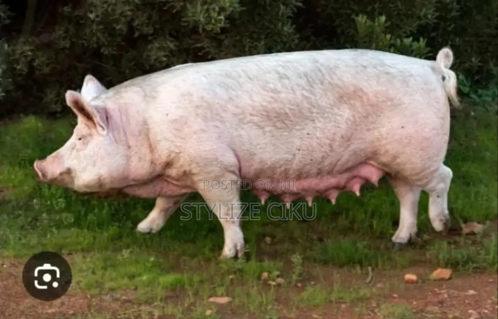 Piglets, Pregnant Pig