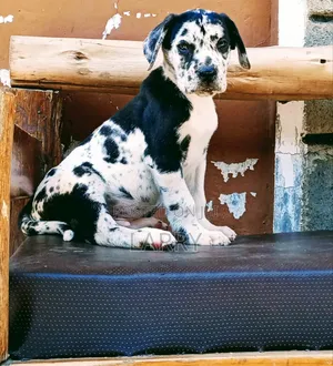 1-3 months Male Purebred Great Dane