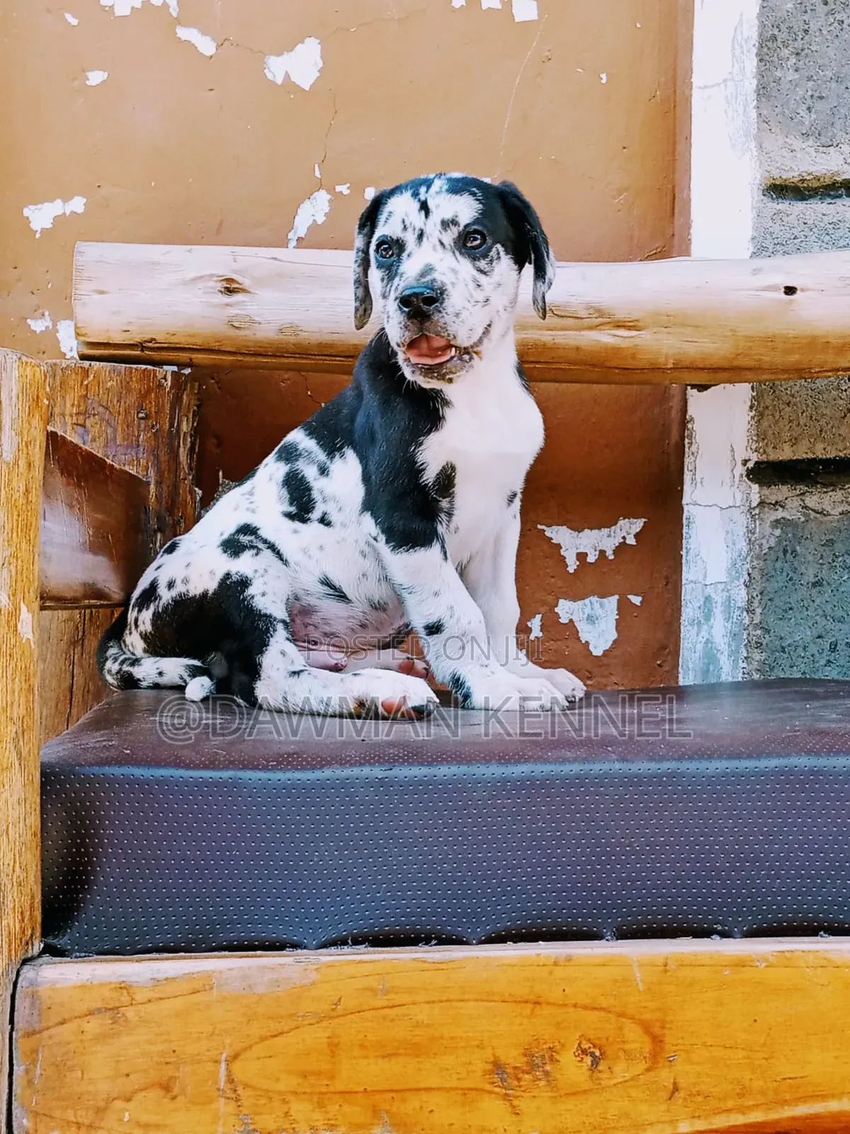 1-3 months Male Purebred Great Dane