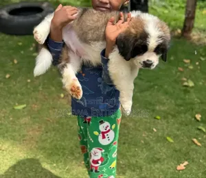 1-3 months Female Purebred Saint Bernard