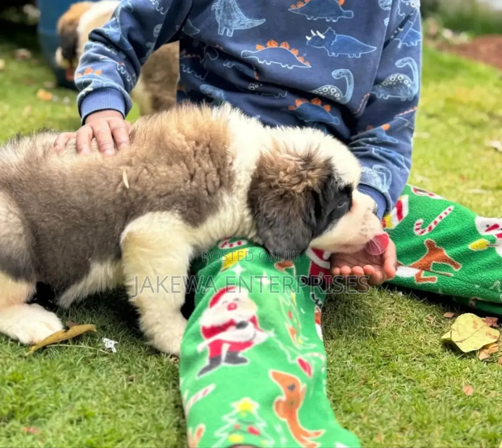 1-3 months Female Purebred Saint Bernard