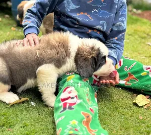 1-3 months Female Purebred Saint Bernard