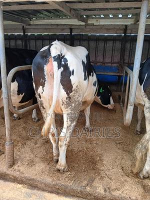 Incalf Heifers - thumbnail 2