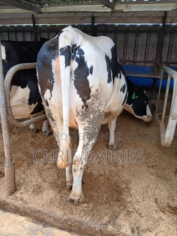 Incalf Heifers - thumbnail 3