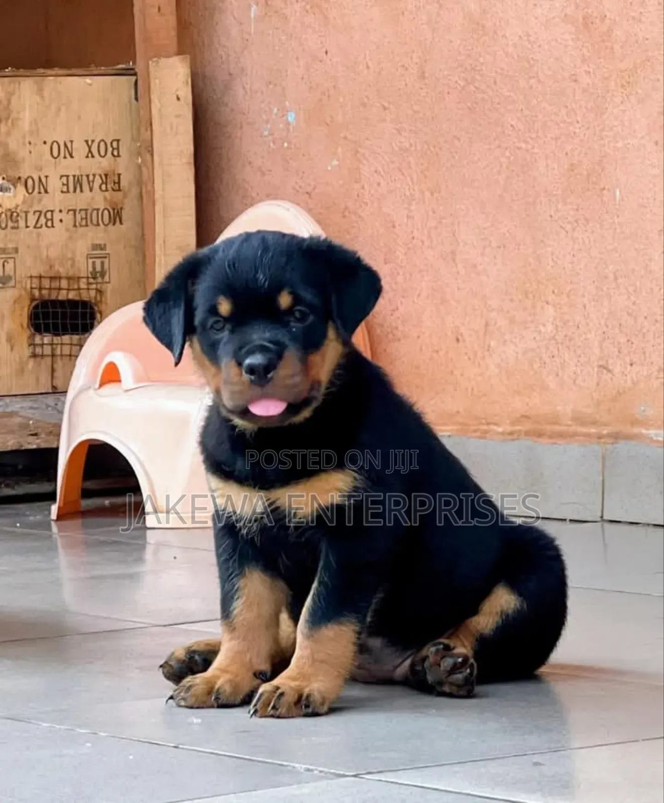 1-3 months Male Purebred Rottweiler
