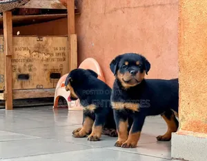 1-3 months Male Purebred Rottweiler