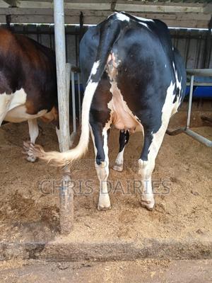 Freshian Incalf Heifer - thumbnail 2