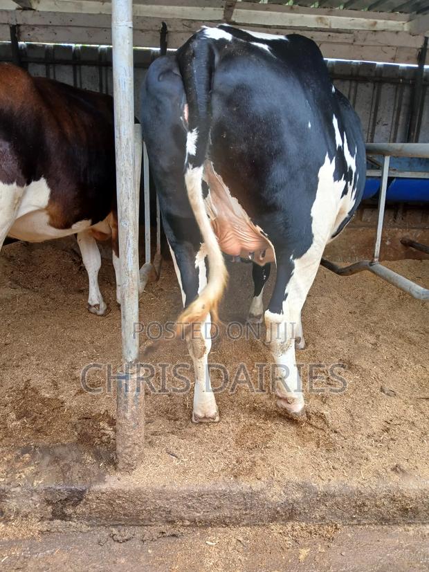 Freshian Incalf Heifer - thumbnail 3