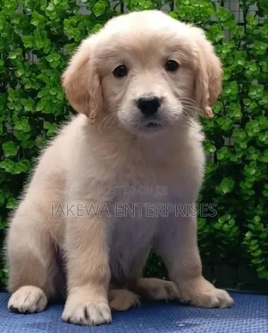 1-3 months Female Purebred Golden Retriever