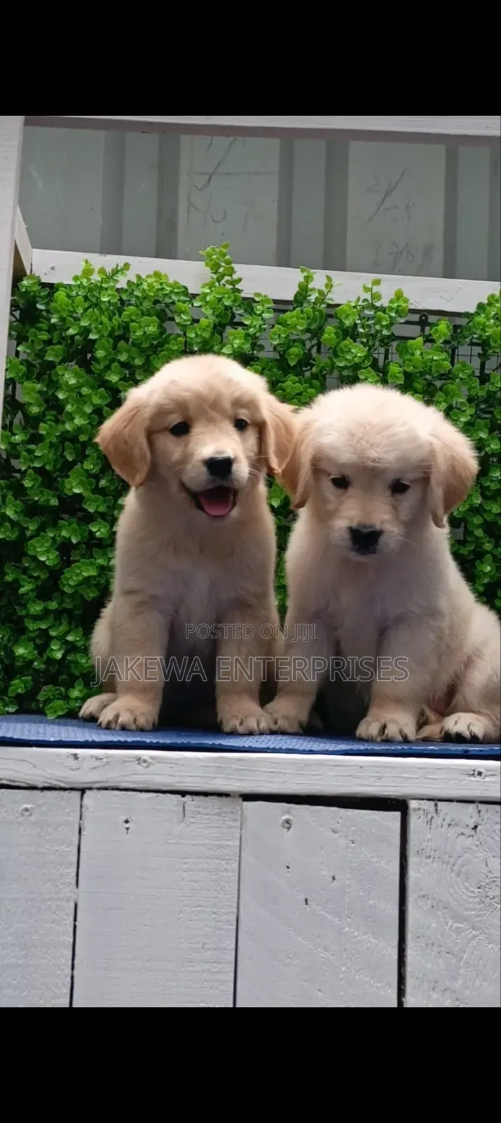 1-3 months Male Purebred Golden Retriever