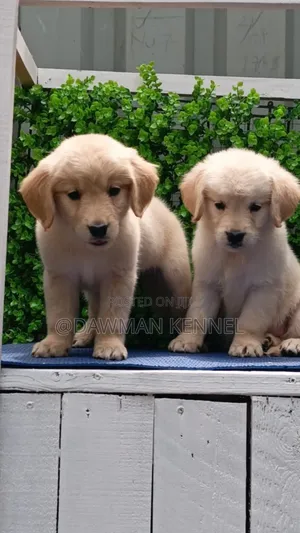 1-3 months Male Purebred Golden Retriever