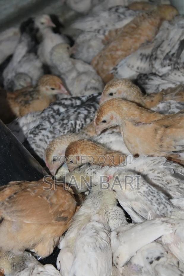 Kari Improved Kienyeji - main view