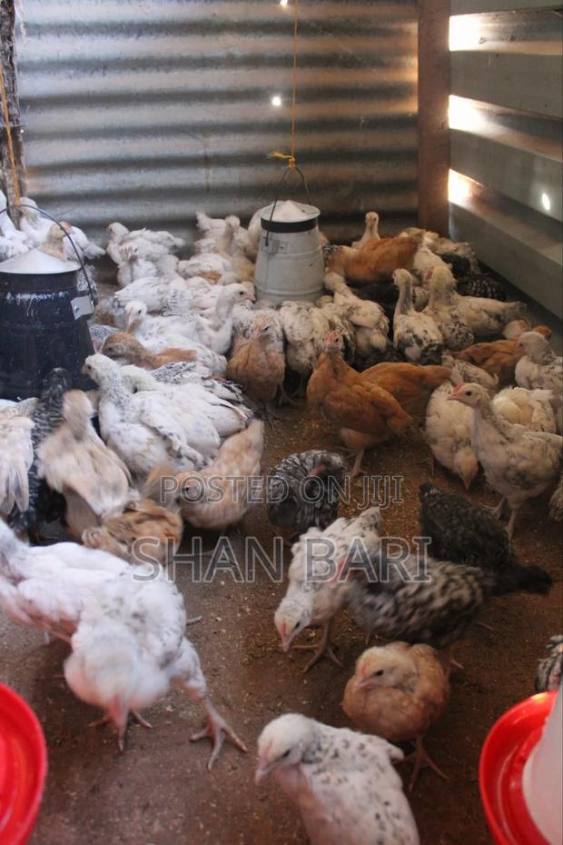 Kari Improved Kienyeji - thumbnail 2