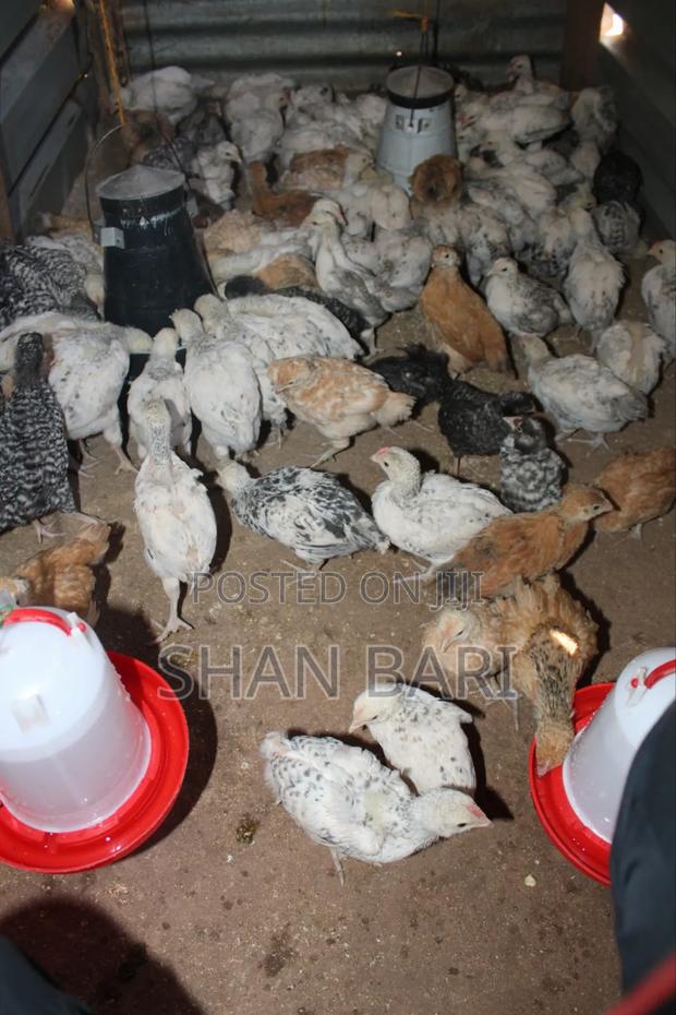 Kari Improved Kienyeji - thumbnail 3