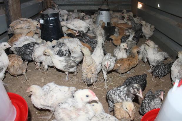 Kari Improved Kienyeji - thumbnail 4