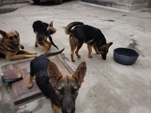 1-3 months Male Purebred German Shepherd