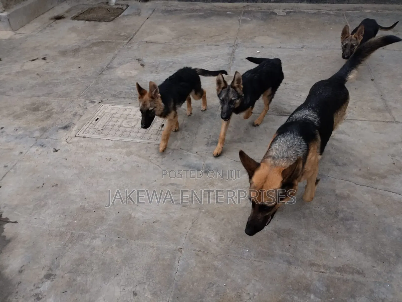 1-3 months Male Purebred German Shepherd