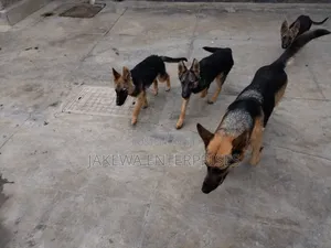 1-3 months Male Purebred German Shepherd