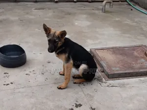 1-3 months Male Purebred German Shepherd
