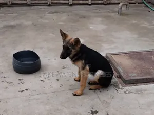1-3 months Male Purebred German Shepherd