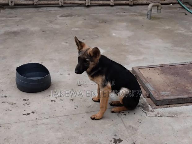 1-3 months Male Purebred German Shepherd - thumbnail 3