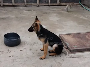 1-3 months Female Purebred German Shepherd