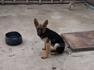 1-3 months Female Purebred German Shepherd