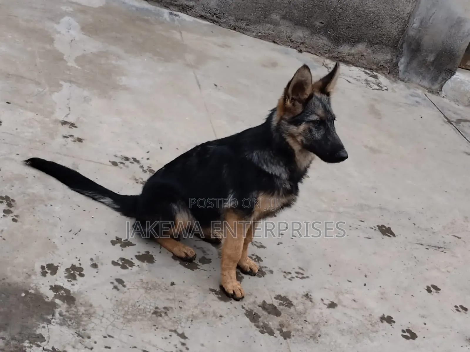 1-3 months Male Purebred German Shepherd