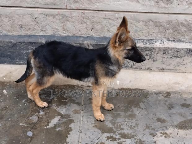 1-3 months Male Purebred German Shepherd - thumbnail 3