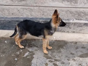 1-3 months Female Purebred German Shepherd