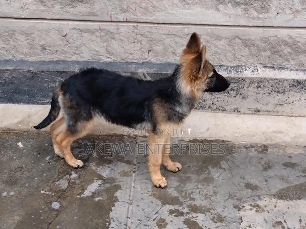 1-3 months Female Purebred German Shepherd - main view