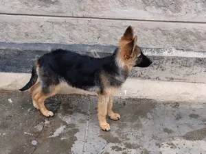 1-3 months Female Purebred German Shepherd