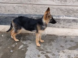 1-3 months Female Purebred German Shepherd