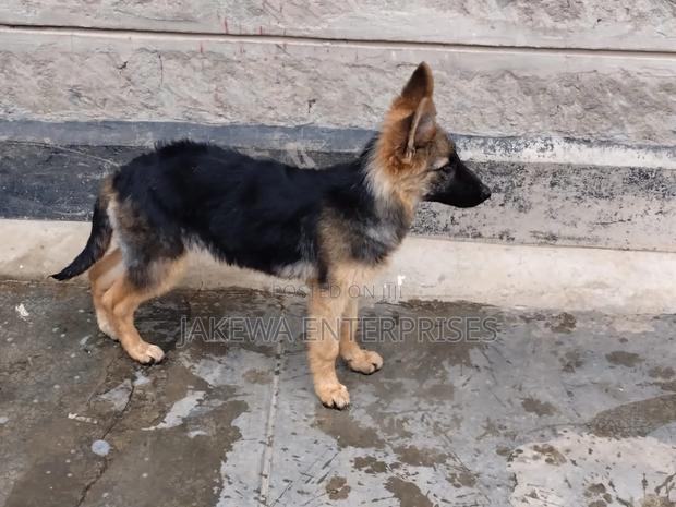 1-3 months Female Purebred German Shepherd - thumbnail 4