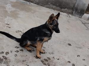 1-3 months Male Purebred German Shepherd - thumbnail 2