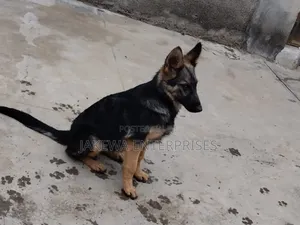1-3 months Male Purebred German Shepherd