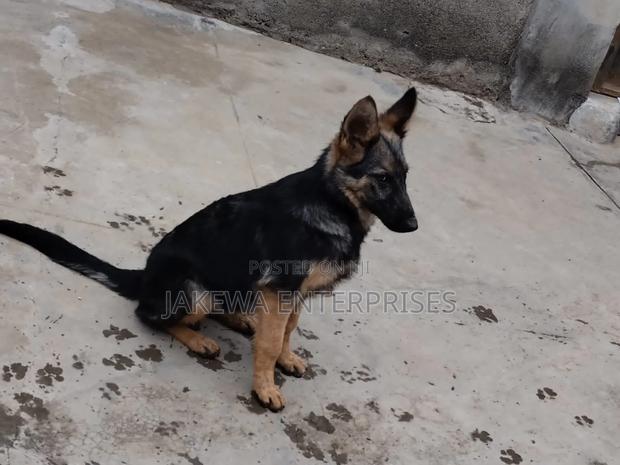 1-3 months Male Purebred German Shepherd - main view