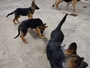 1-3 months Male Purebred German Shepherd