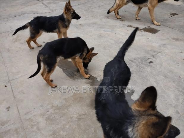 1-3 months Male Purebred German Shepherd - thumbnail 3