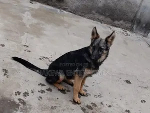 1-3 months Male Purebred German Shepherd