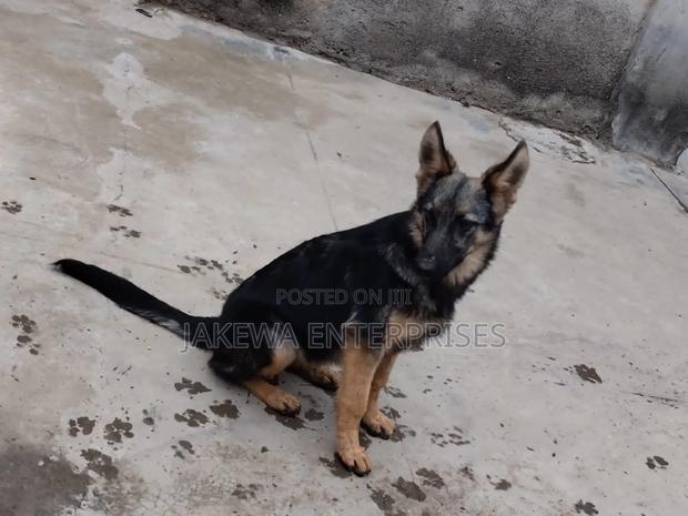 1-3 months Male Purebred German Shepherd - thumbnail 4