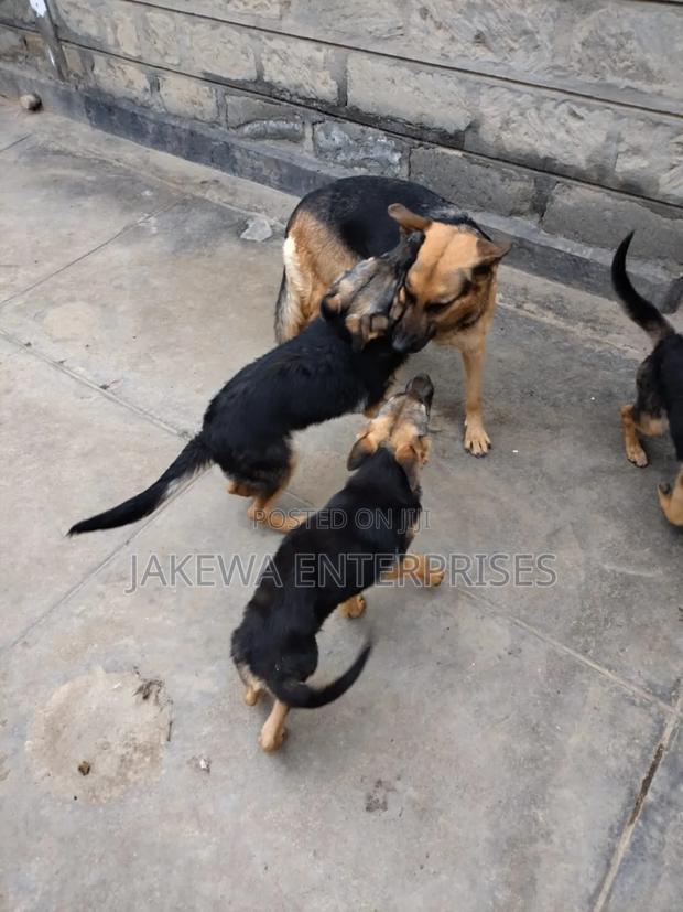 1-3 months Male Purebred German Shepherd - main view