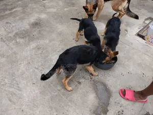 1-3 months Male Purebred German Shepherd