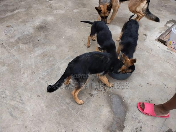1-3 months Male Purebred German Shepherd - thumbnail 3