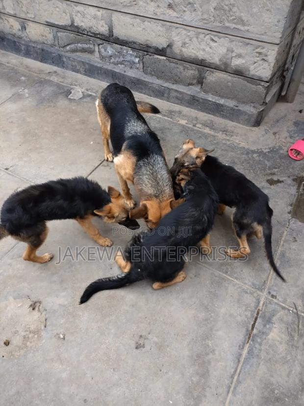 1-3 months Male Purebred German Shepherd - thumbnail 4