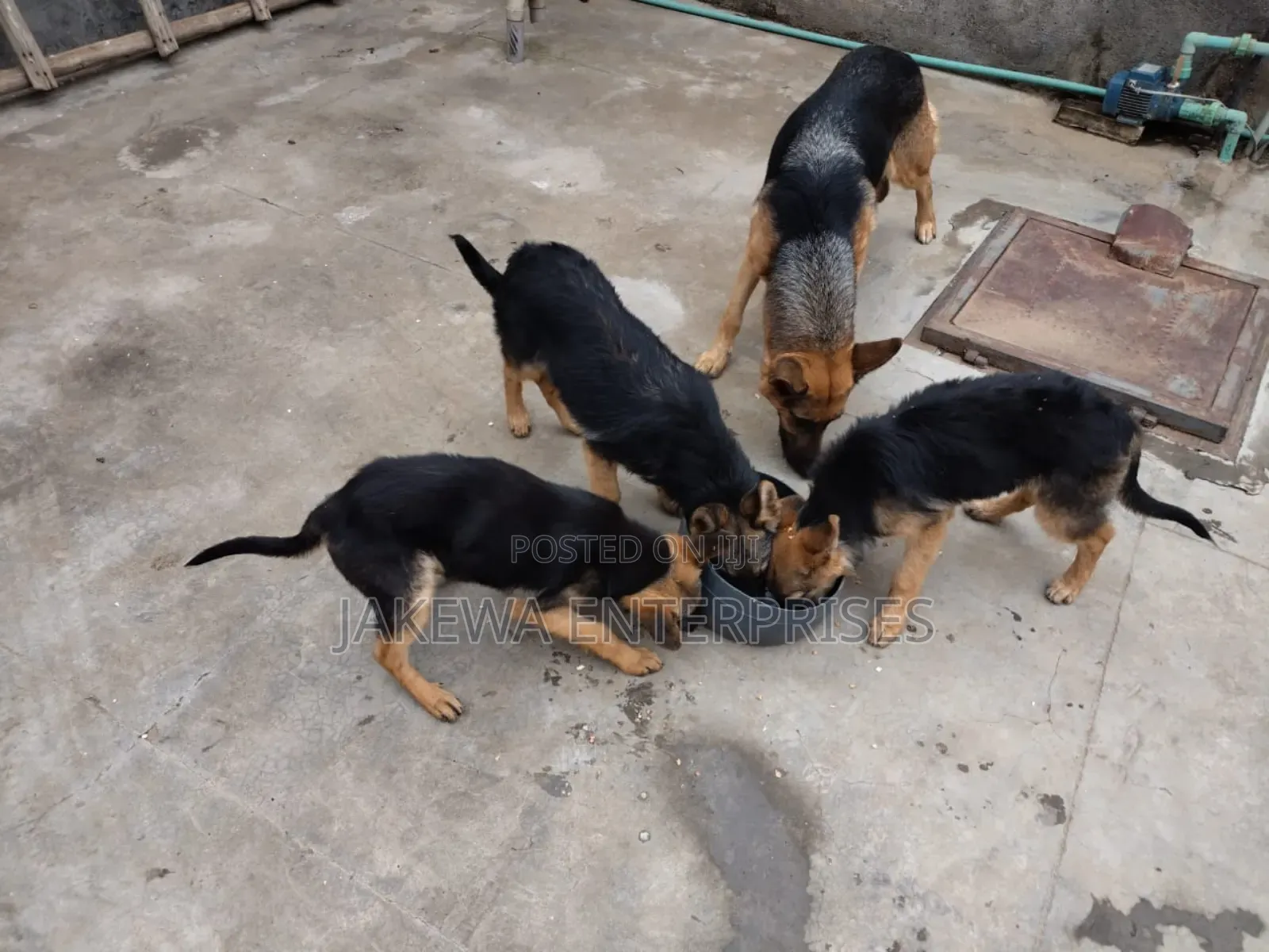 1-3 months Male Purebred German Shepherd