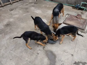 1-3 months Male Purebred German Shepherd