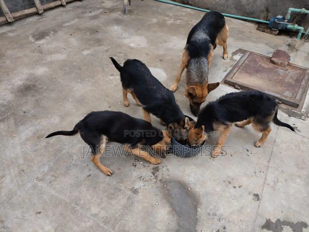 1-3 months Male Purebred German Shepherd - thumbnail 5